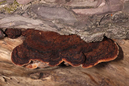 Image de Polypore benjoin