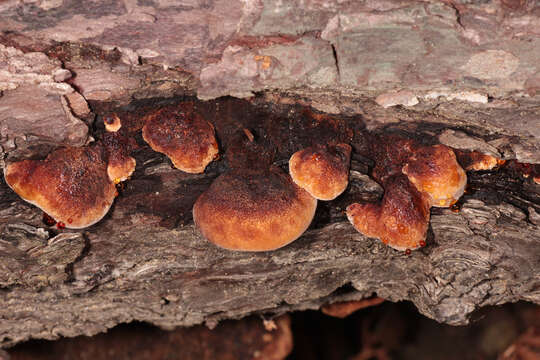 Image de Polypore benjoin