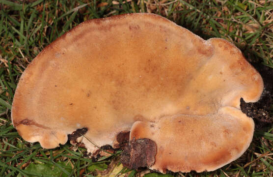 Image de Polypore benjoin