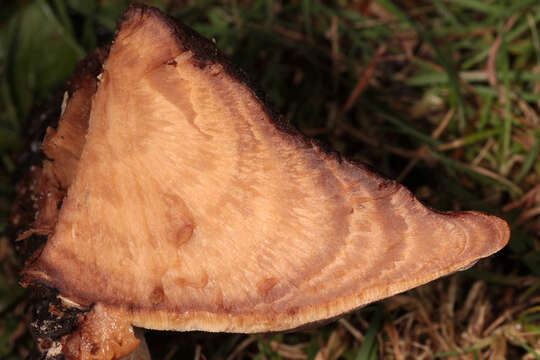 Image de Polypore benjoin