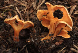 Image of Hygrophoropsis rufa (D. A. Reid) Knudsen 2008