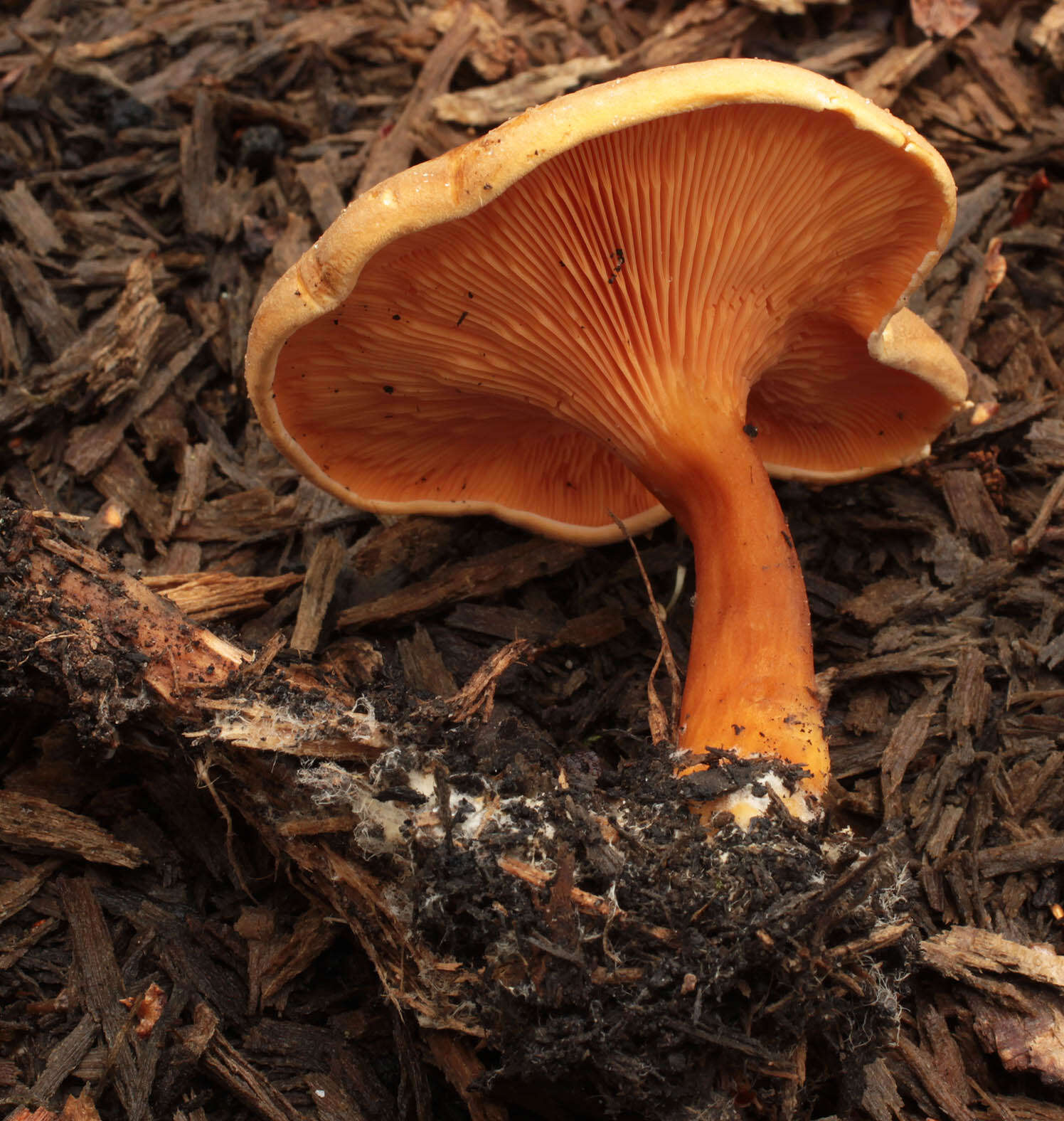 Image of Hygrophoropsis rufa (D. A. Reid) Knudsen 2008