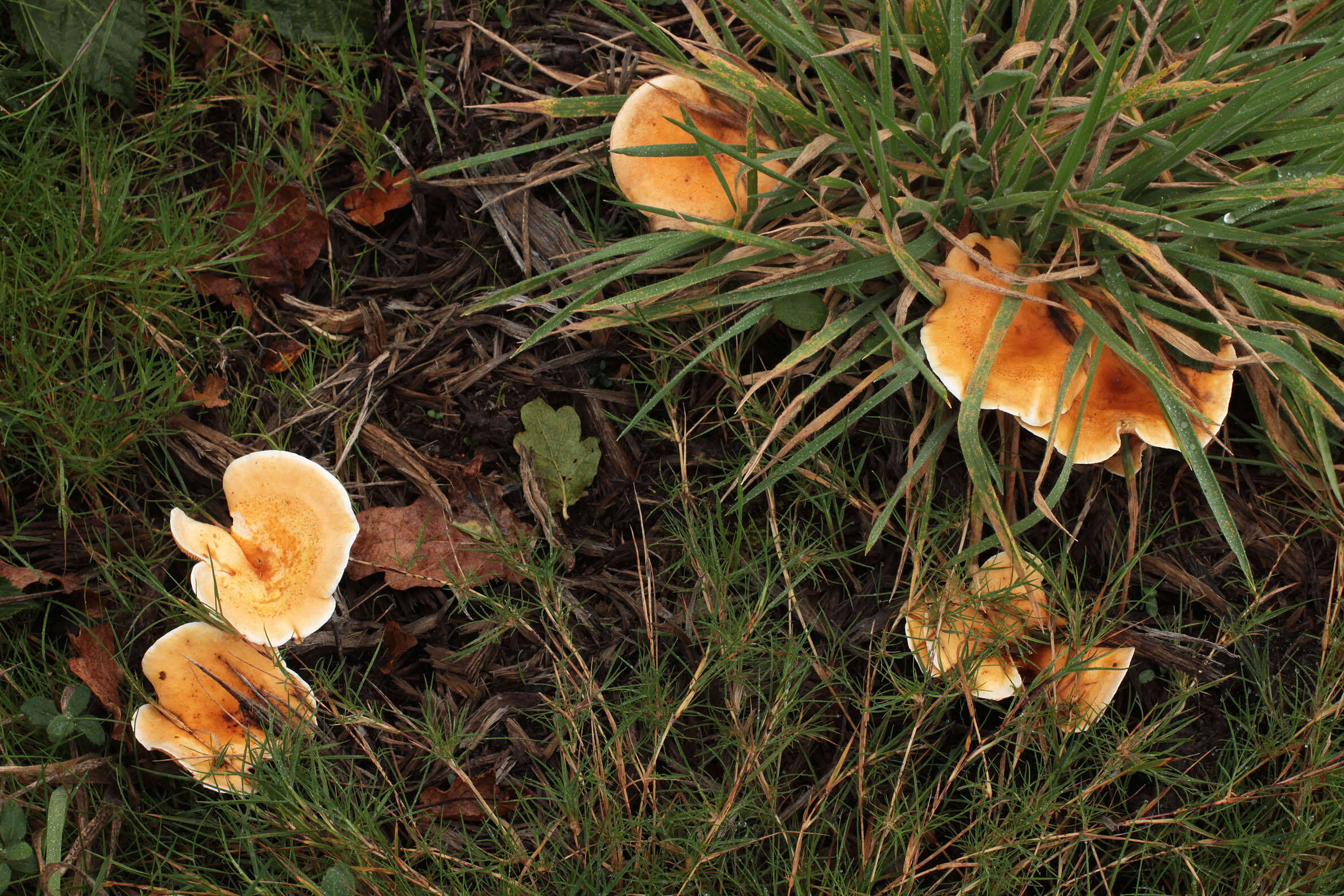 Image of Hygrophoropsis aurantiaca (Wulfen) Maire 1921