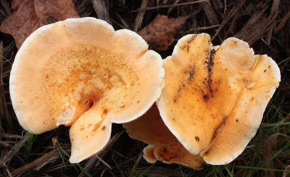 Image de Fausse chanterelle