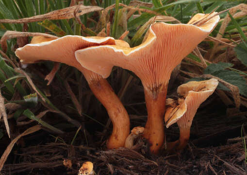 Imagem de Hygrophoropsis aurantiaca (Wulfen) Maire 1921