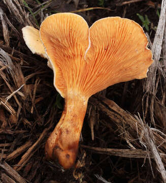 Imagem de Hygrophoropsis aurantiaca (Wulfen) Maire 1921