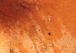 Image of Hygrophoropsis rufa (D. A. Reid) Knudsen 2008