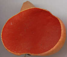 Image of scarlet cup