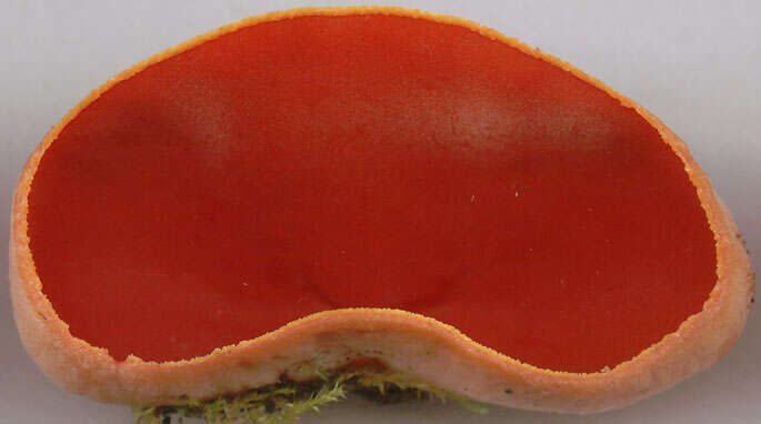 Image of scarlet cup