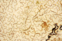 Image of Typhula phacorrhiza (Reichard) Fr. 1818