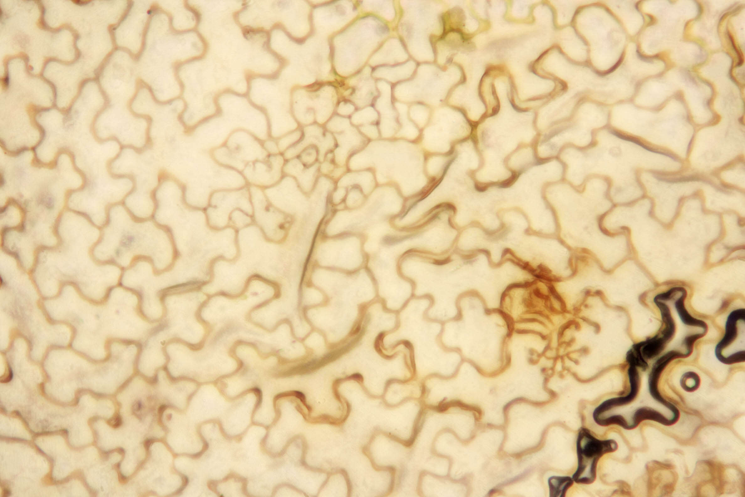 Image of Typhula phacorrhiza (Reichard) Fr. 1818