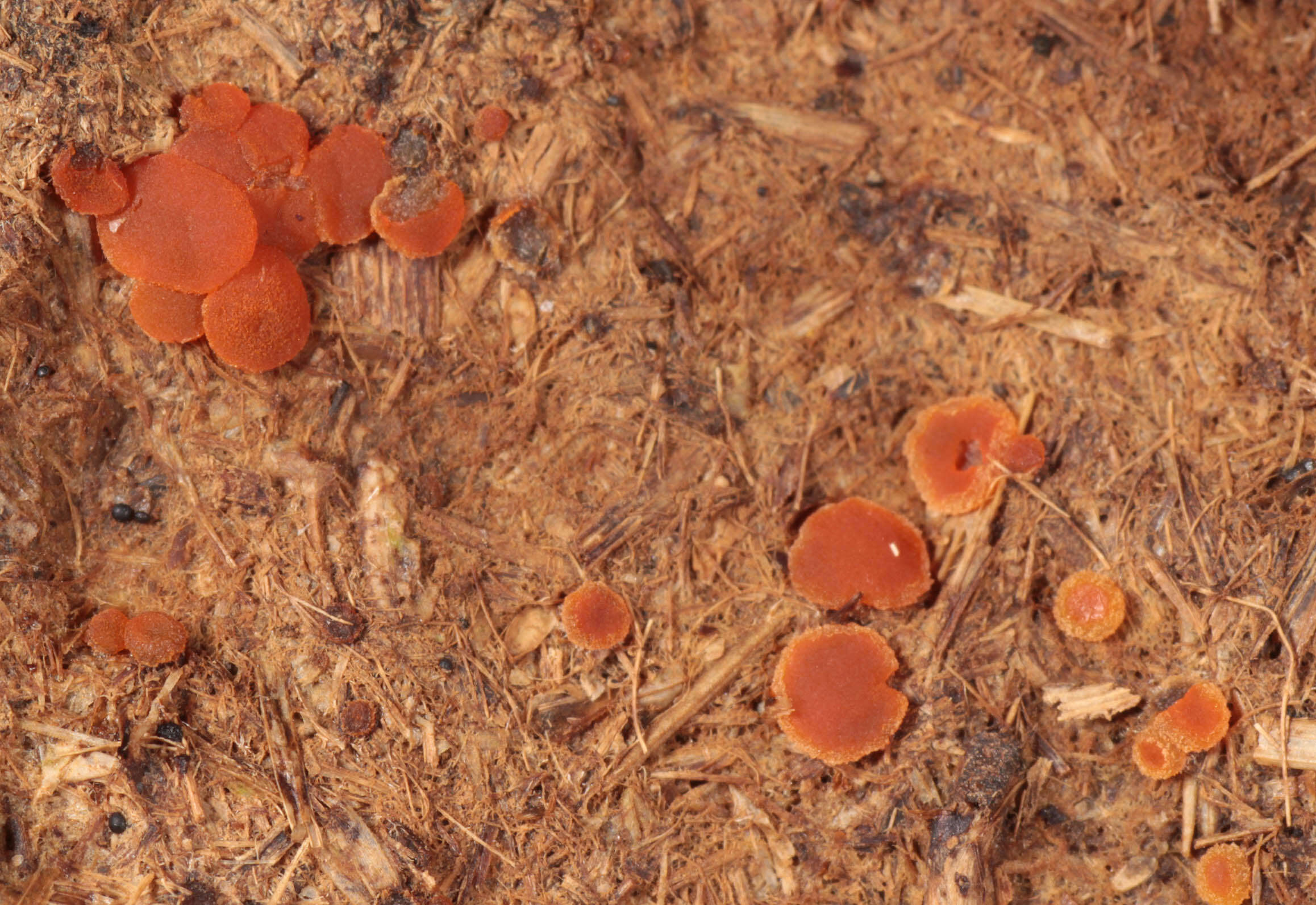 Image of Cheilymenia granulata (Bull.) J. Moravec 1990