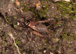 Image of ground cricket