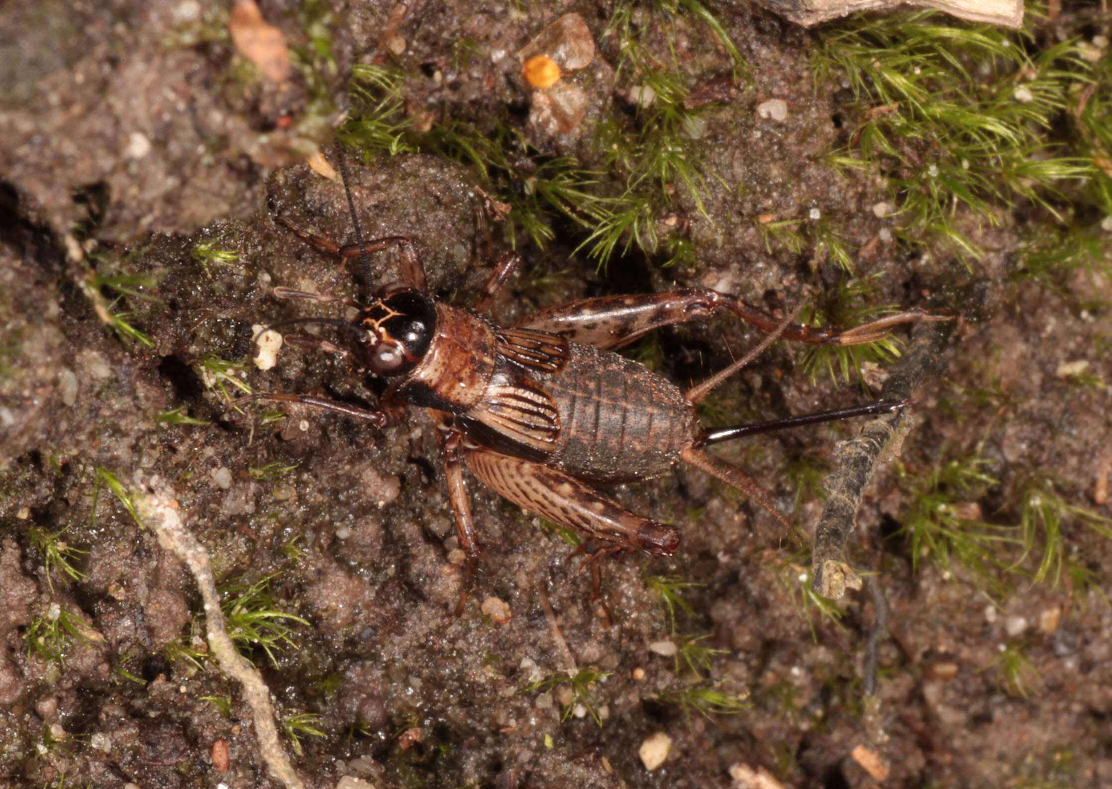 Image of ground cricket