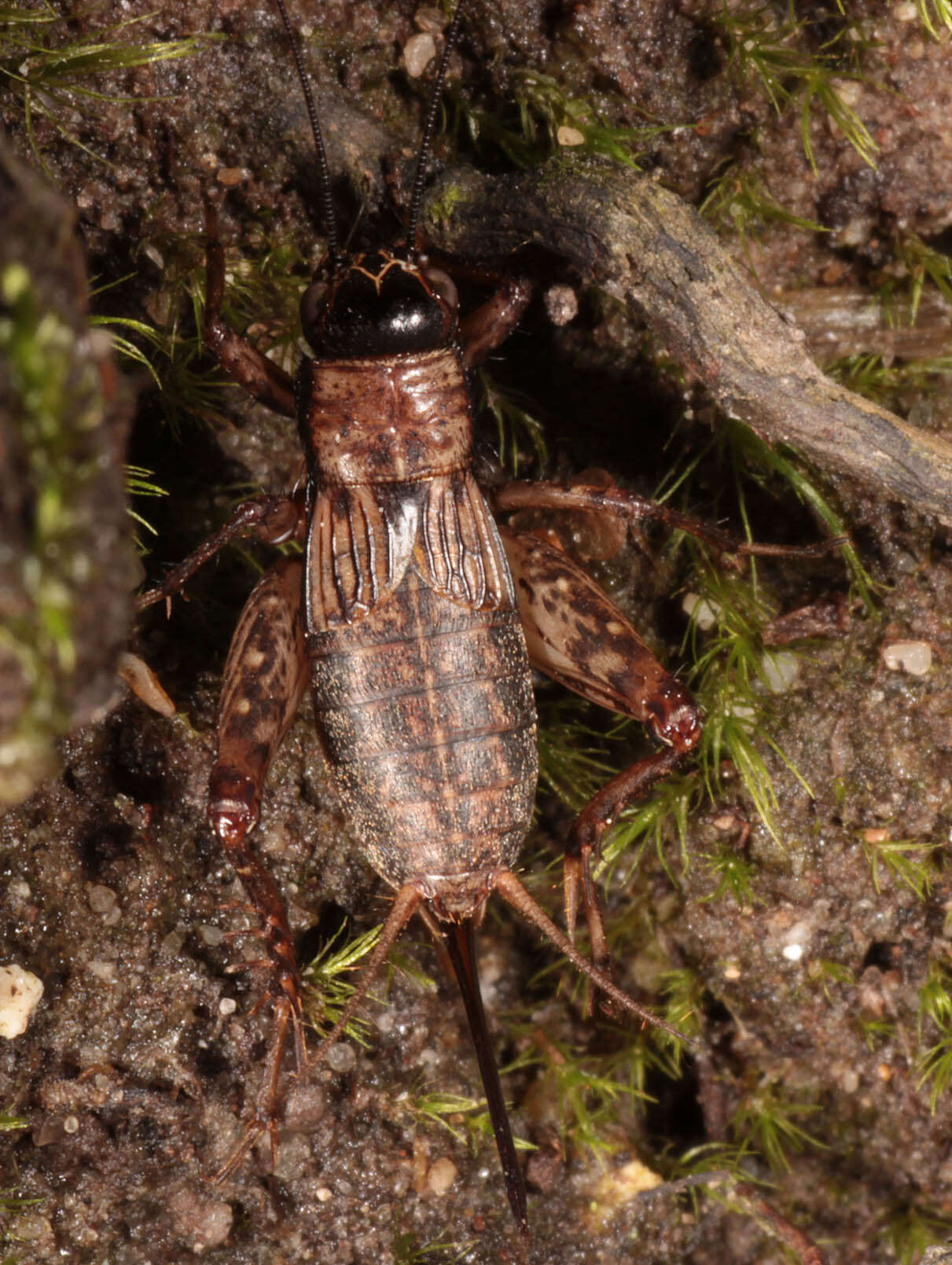 Image of ground cricket