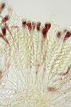 Image of Cheilymenia granulata (Bull.) J. Moravec 1990