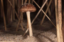 Image de Psathyrelle des sables