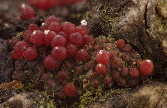 Hyalorbilia erythrostigma (W. Phillips) Baral & G. Marson 2001的圖片