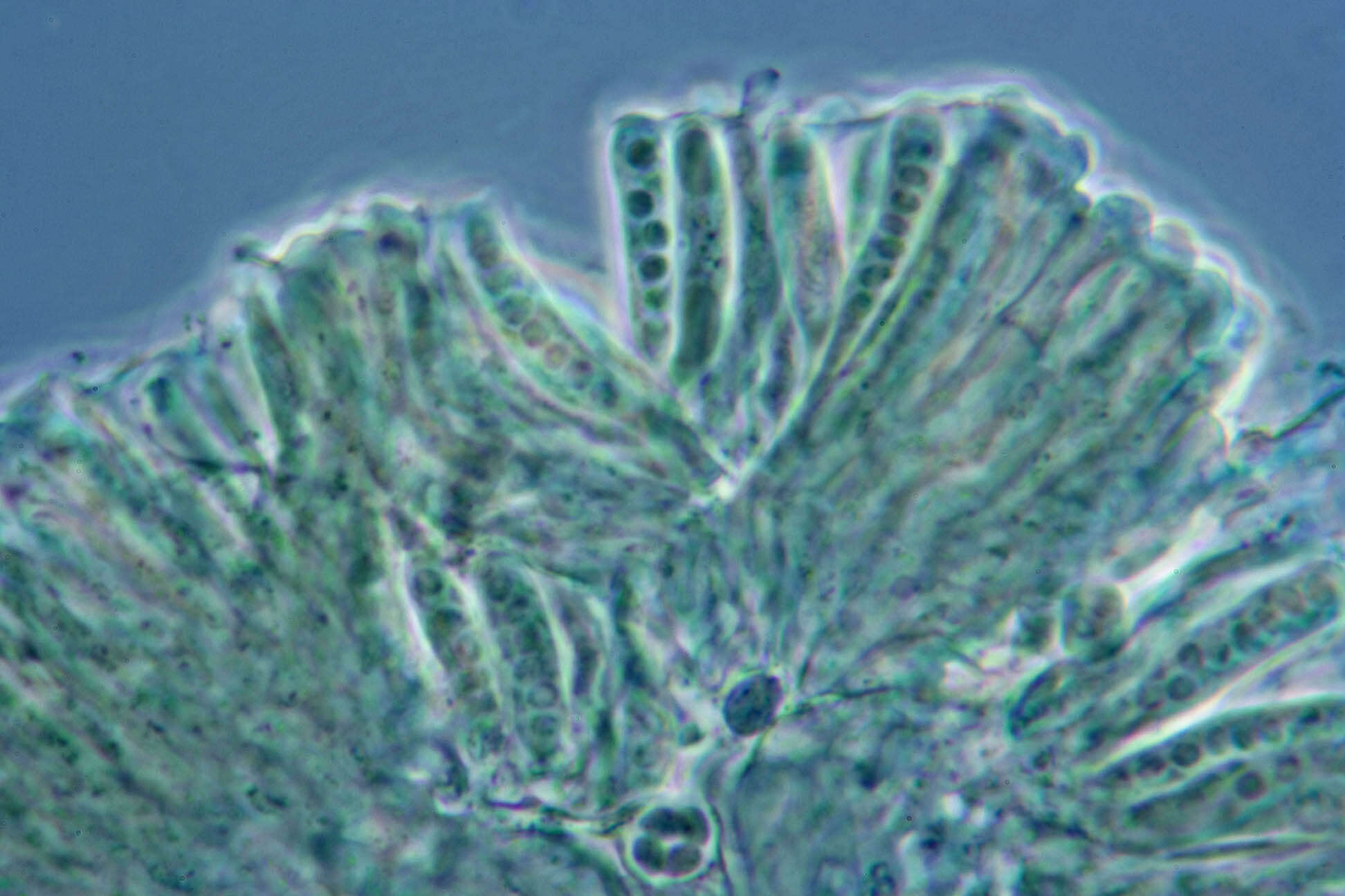 Image of Hyalorbilia erythrostigma (W. Phillips) Baral & G. Marson 2001