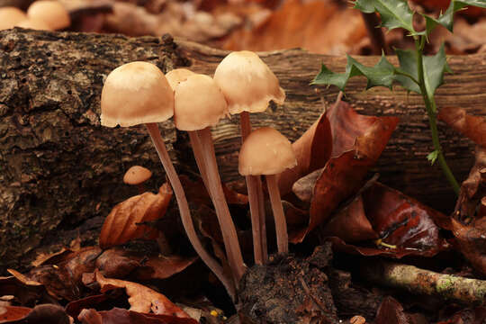 Image of Gymnopus confluens (Pers.) Antonín, Halling & Noordel. 1997