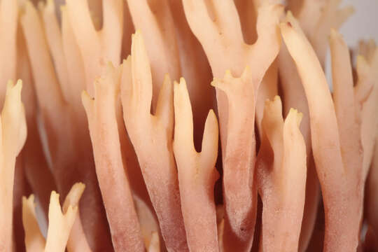 Ramaria stricta (Pers.) Quél. 1888 resmi