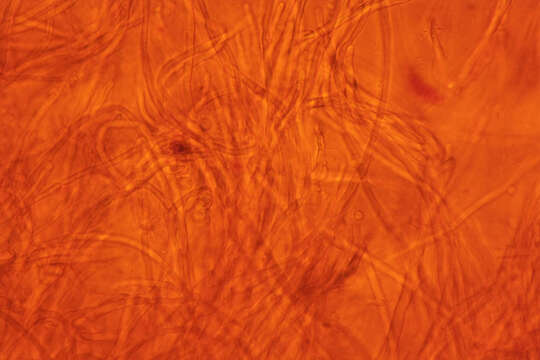 Image of Byssomerulius corium (Pers.) Parmasto 1967