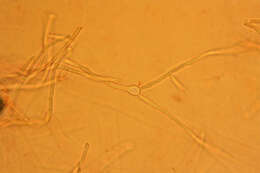 صورة Byssomerulius corium (Pers.) Parmasto 1967