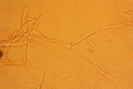 Image of Byssomerulius corium (Pers.) Parmasto 1967