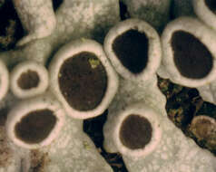 Image of rosette lichen