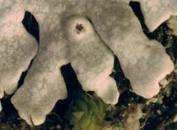 Image of rosette lichen