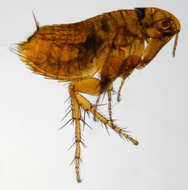 Image of rodent flea