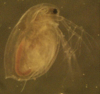 Daphnia (Daphnia) obtusa Kurz 1874 resmi