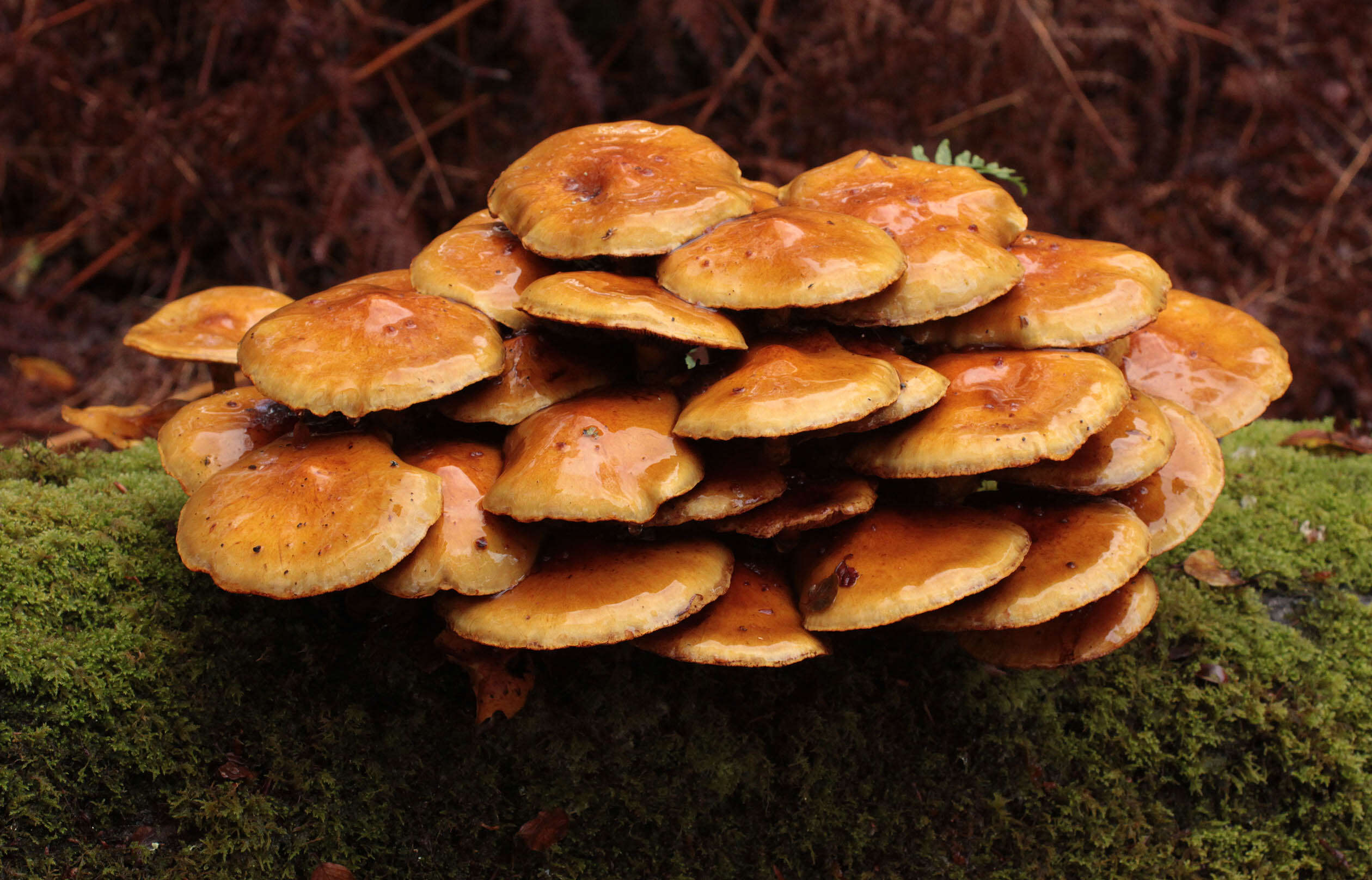 Image of Pholiota adiposa (Batsch) P. Kumm. 1871