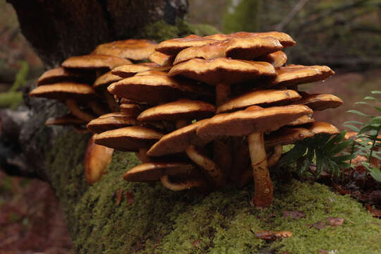 Image of Pholiota adiposa (Batsch) P. Kumm. 1871