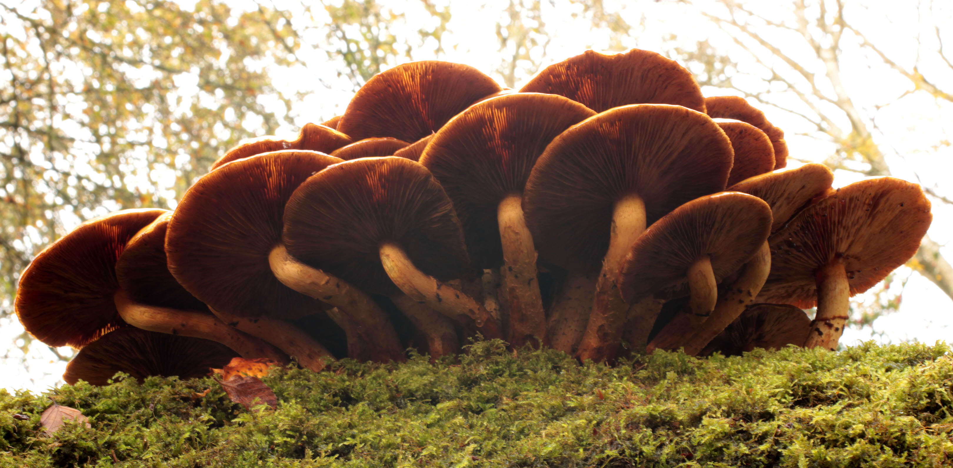 Image of Pholiota adiposa (Batsch) P. Kumm. 1871