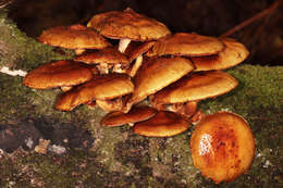 Image of Pholiota adiposa (Batsch) P. Kumm. 1871