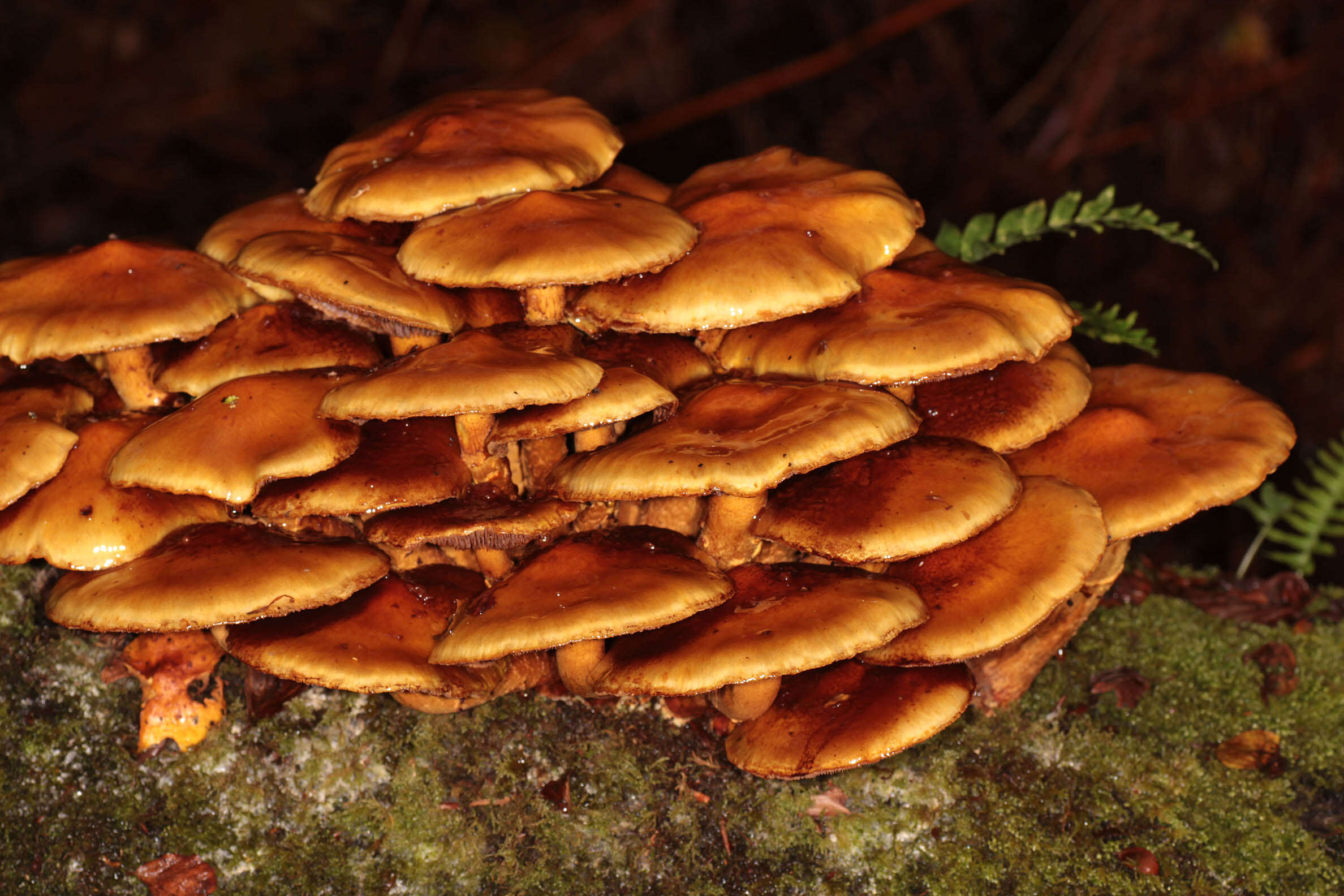 Image of Pholiota adiposa (Batsch) P. Kumm. 1871