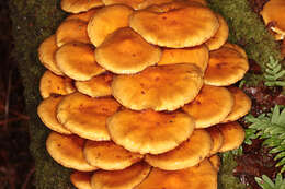 Image of Pholiota adiposa (Batsch) P. Kumm. 1871