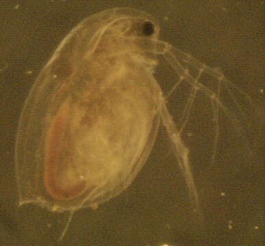 Image of Daphnia (Daphnia) obtusa Kurz 1874