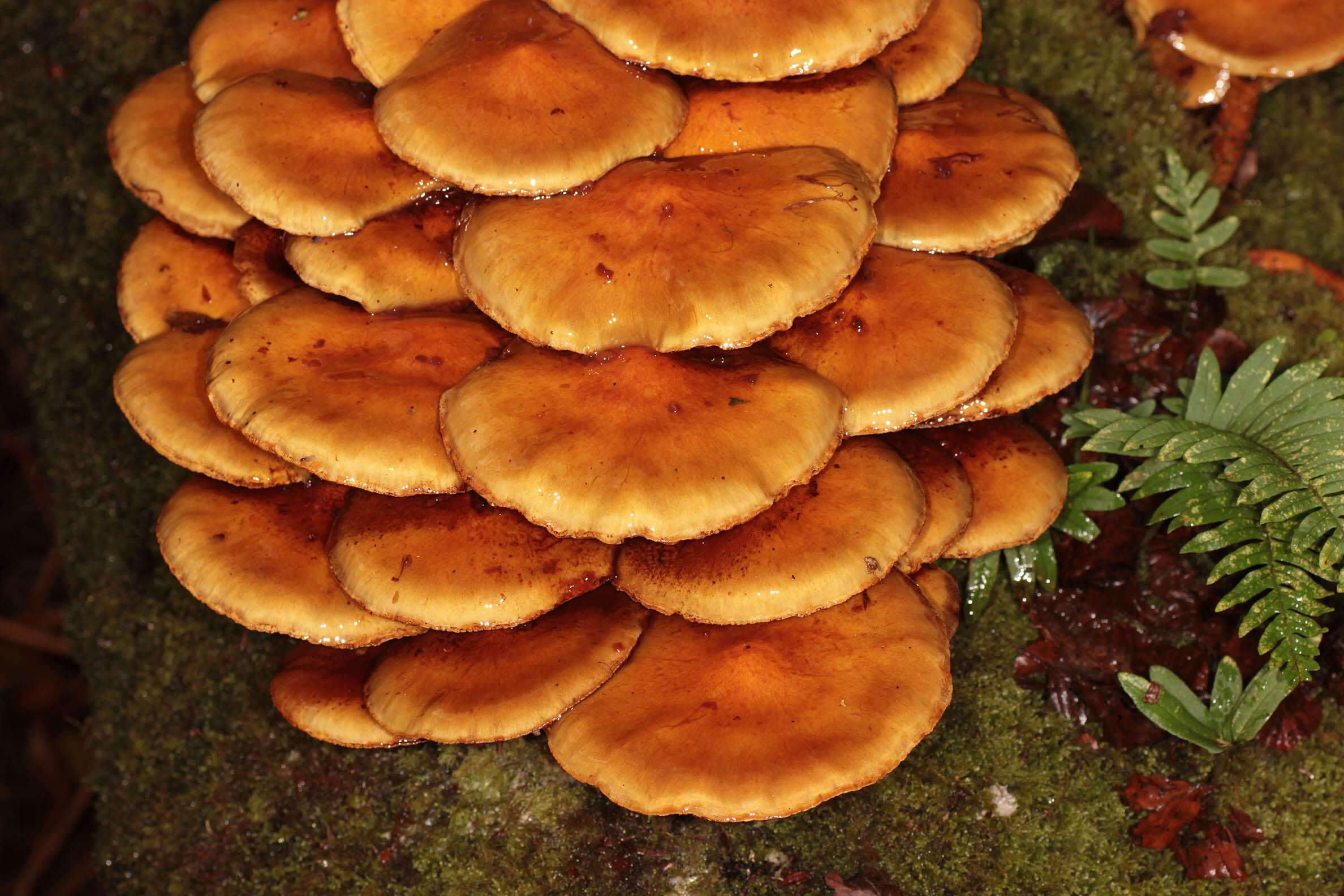 Image of Pholiota adiposa (Batsch) P. Kumm. 1871