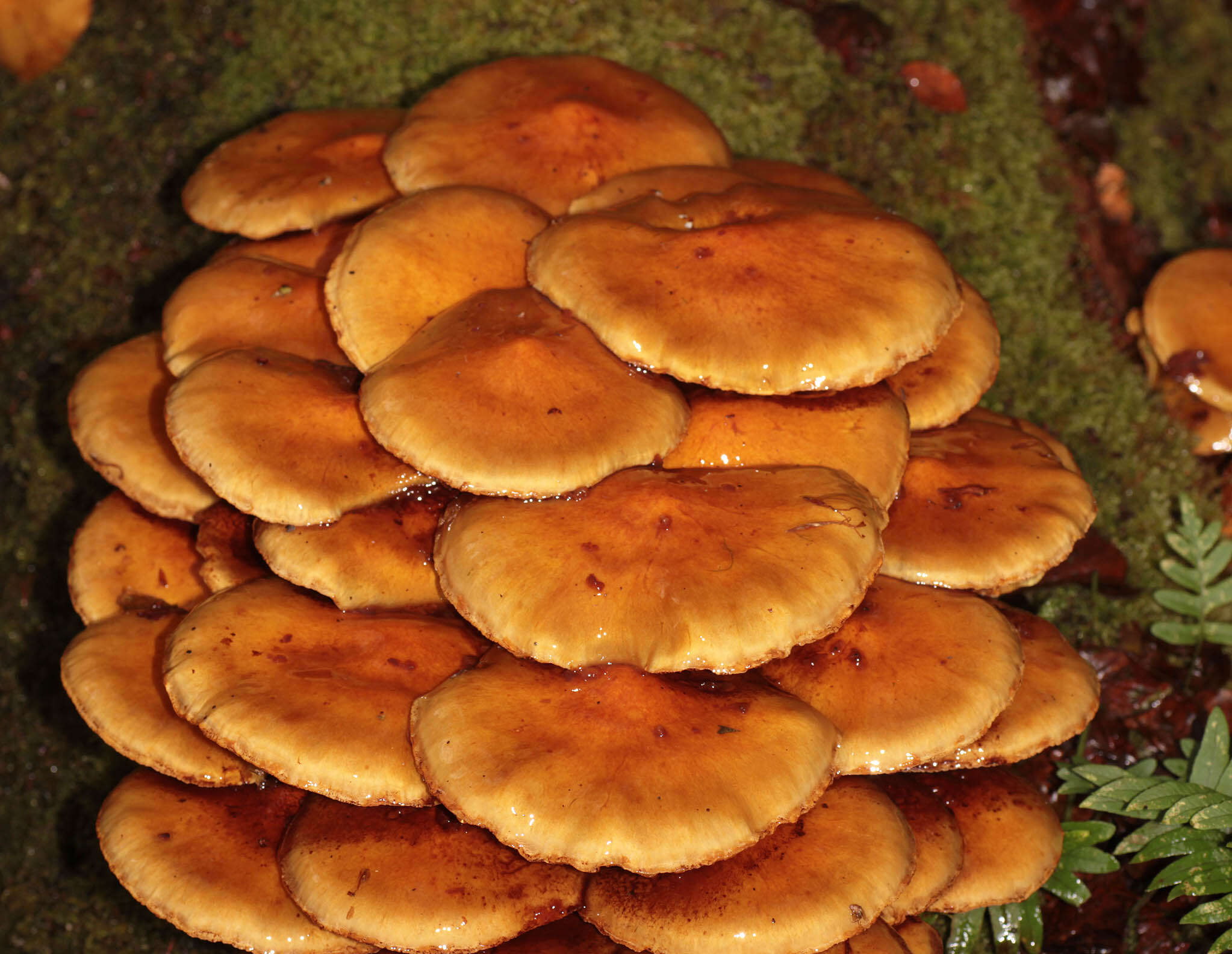 Image of Pholiota adiposa (Batsch) P. Kumm. 1871