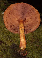 Image of Pholiota adiposa (Batsch) P. Kumm. 1871