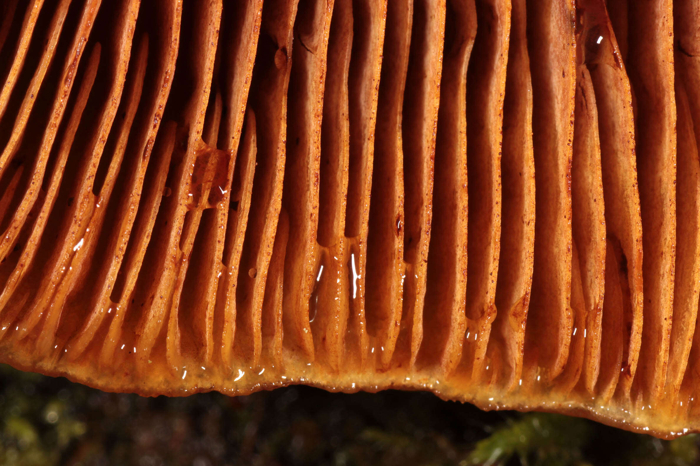 Image of Pholiota adiposa (Batsch) P. Kumm. 1871