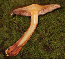 Image of Pholiota adiposa (Batsch) P. Kumm. 1871