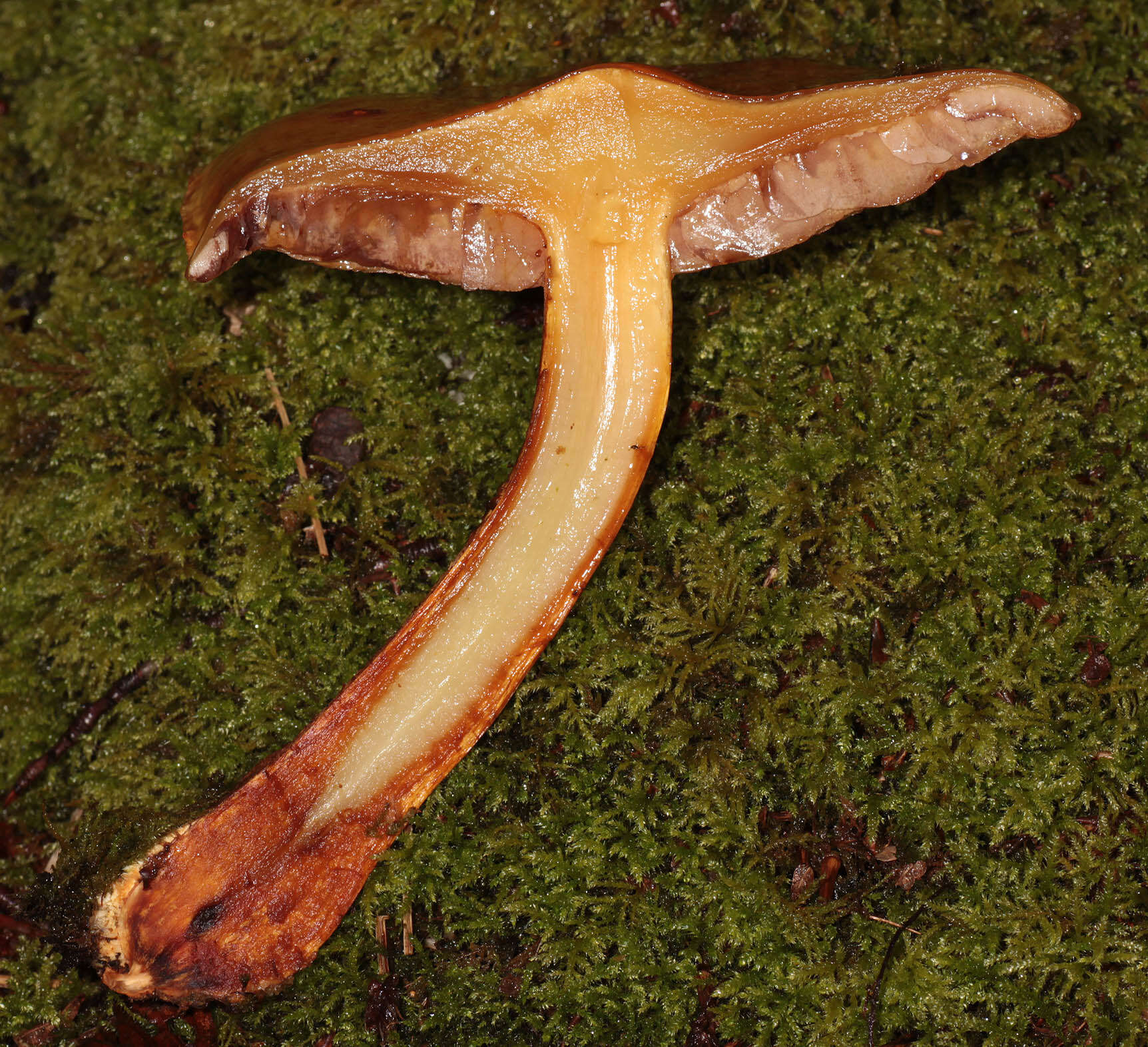 Image of Pholiota adiposa (Batsch) P. Kumm. 1871