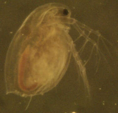 Image of Daphnia (Daphnia) obtusa Kurz 1874