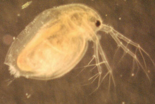 Daphnia (Daphnia) obtusa Kurz 1874的圖片