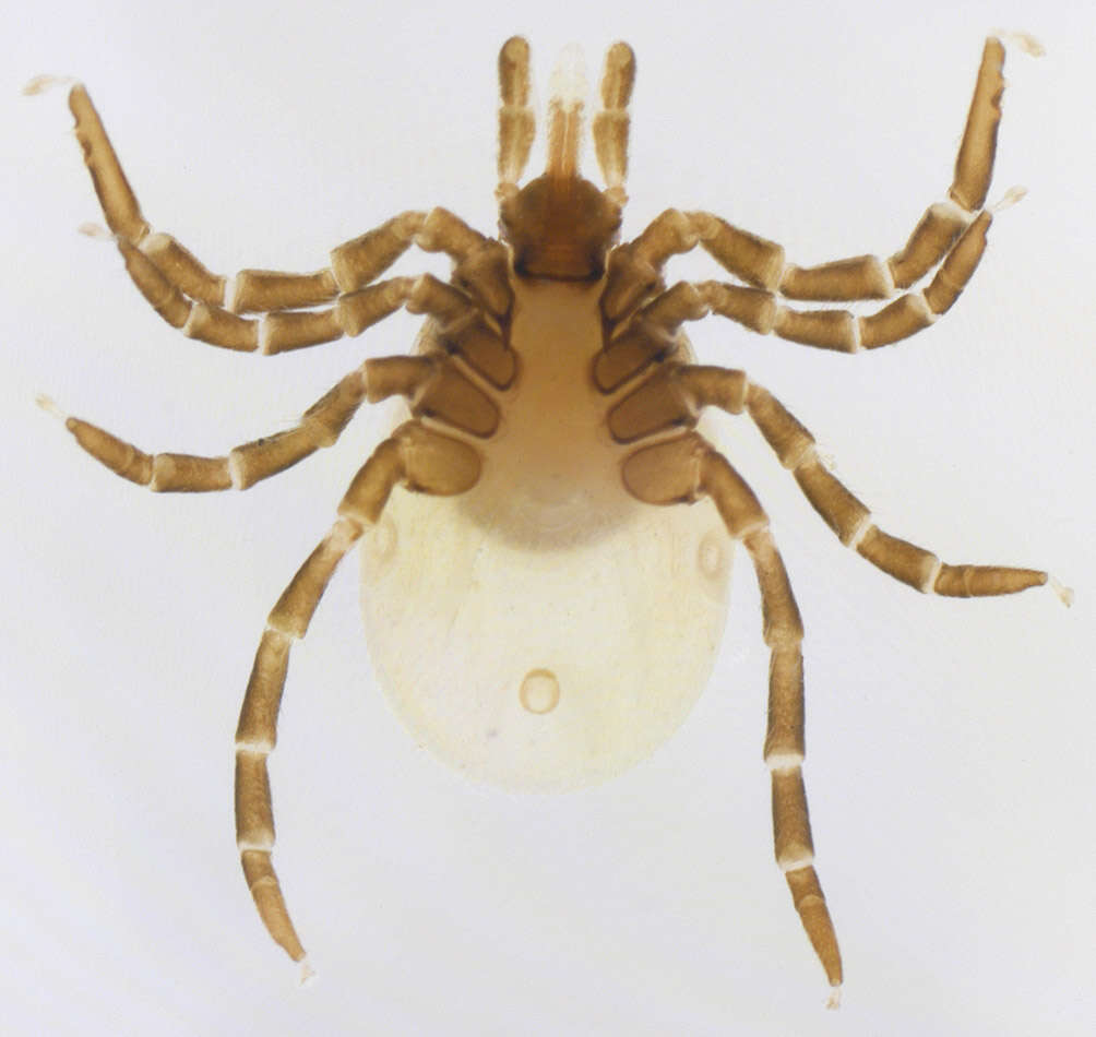 Image of Common sheep tick