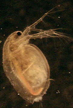 Image of Daphnia (Daphnia) obtusa Kurz 1874