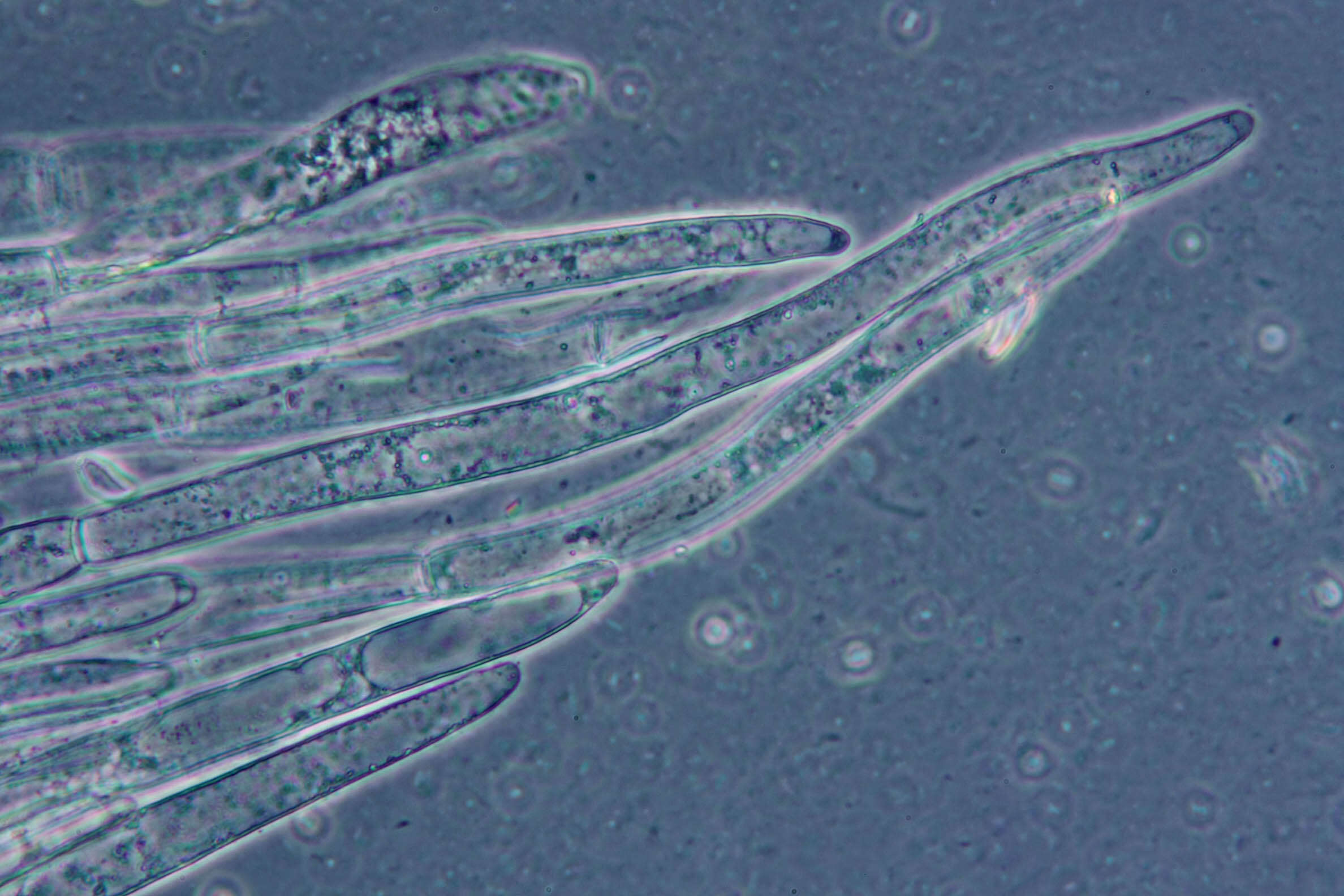 Image of Volvariella surrecta (Knapp) Singer 1951